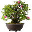 Rhododendron indicum Osakazuki, 52 cm, ± 20 jaar oud