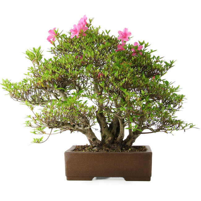 Rhododendron indicum Osakazuki, 46 cm, ± 20 jaar oud, in handgemaakte Japanse pot