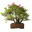 Rhododendron indicum Osakazuki, 46 cm, ± 20 jaar oud, in handgemaakte Japanse pot