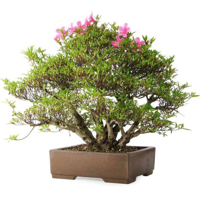 Rhododendron indicum Osakazuki, 46 cm, ± 20 Jahre alt, in einem handgefertigten japanischen Topf