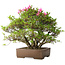 Rhododendron indicum Osakazuki, 46 cm, ± 20 jaar oud, in handgemaakte Japanse pot