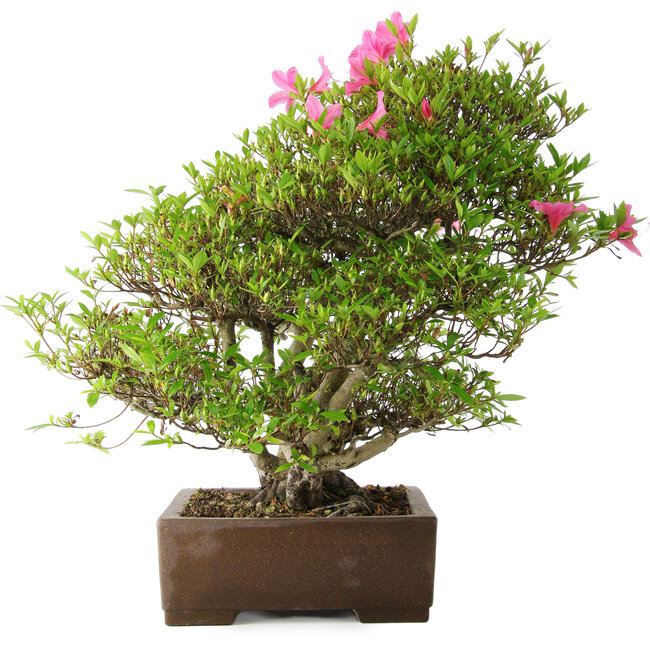 Rhododendron indicum Osakazuki, 46 cm, ± 20 Jahre alt, in einem handgefertigten japanischen Topf
