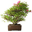Rhododendron indicum Osakazuki, 46 cm, ± 20 jaar oud, in handgemaakte Japanse pot