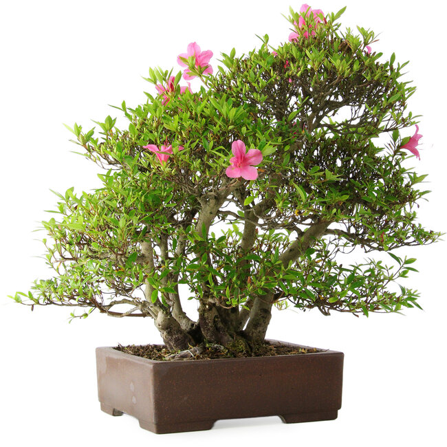 Rhododendron indicum Osakazuki, 46 cm, ± 20 years old, in a handmade Japanese pot