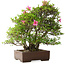 Rhododendron indicum Osakazuki, 46 cm, ± 20 anni, in un vaso giapponese fatto a mano