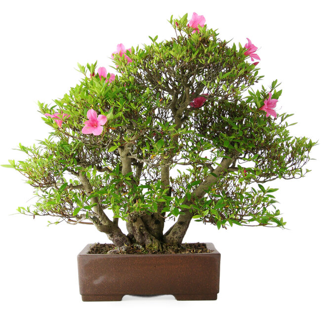 Rhododendron indicum Osakazuki, 46 cm, ± 20 years old, in a handmade Japanese pot