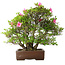 Rhododendron indicum Osakazuki, 46 cm, ± 20 jaar oud, in handgemaakte Japanse pot