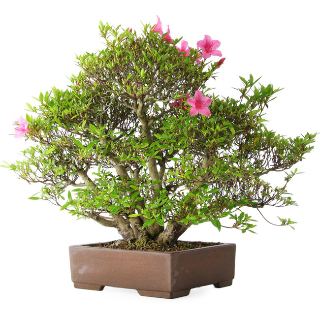Rhododendron indicum Osakazuki, 46 cm, ± 20 years old, in a handmade Japanese pot