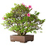 Rhododendron indicum Osakazuki, 46 cm, ± 20 anni, in un vaso giapponese fatto a mano