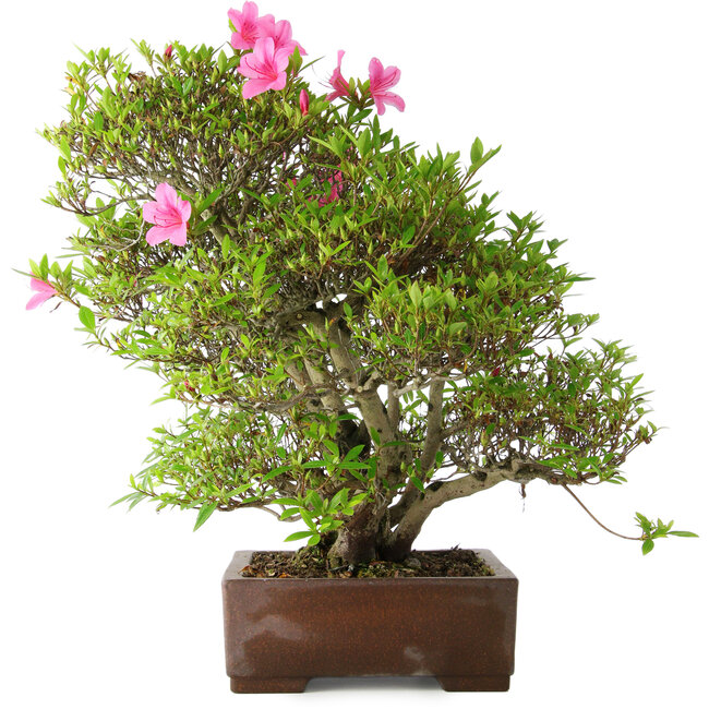 Rhododendron indicum Osakazuki, 46 cm, ± 20 Jahre alt, in einem handgefertigten japanischen Topf