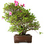 Rhododendron indicum Osakazuki, 46 cm, ± 20 jaar oud, in handgemaakte Japanse pot
