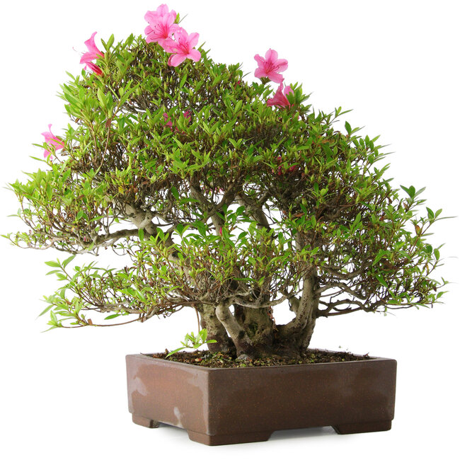Rhododendron indicum Osakazuki, 46 cm, ± 20 years old, in a handmade Japanese pot
