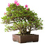 Rhododendron indicum Osakazuki, 46 cm, ± 20 jaar oud, in handgemaakte Japanse pot