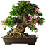 Rhododendron indicum Juko, 51 cm, ± 20 jaar oud