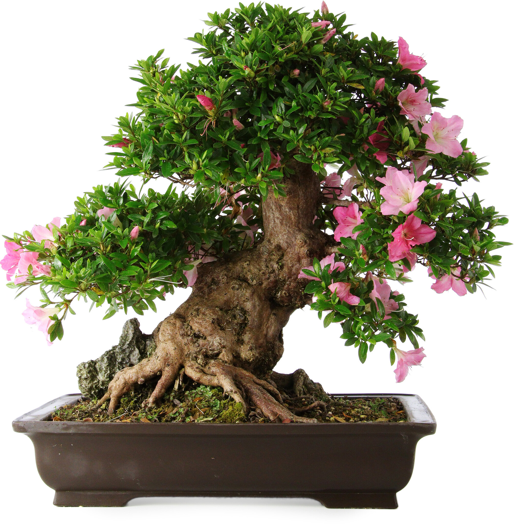 Rhododendron indicum, 51 cm,  20 Jahre alt - Bonsai Plaza