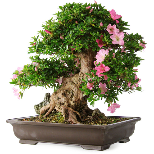 Rhododendron indicum Juko, 51 cm, ± 20 years old