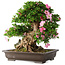 Rhododendron indicum Juko, 51 cm, ± 20 jaar oud