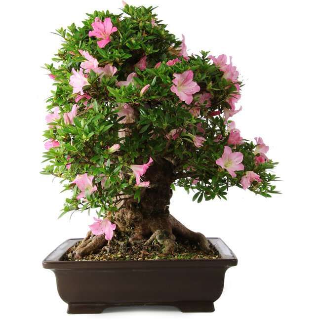 Rhododendron indicum Juko, 51 cm, ± 20 Jahre alt