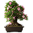 Rhododendron indicum Juko, 51 cm, ± 20 Jahre alt