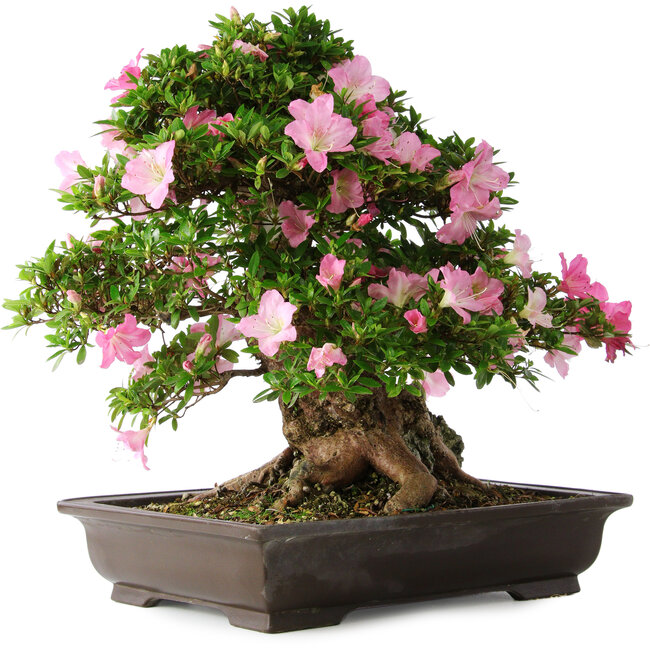 Rhododendron indicum Juko, 51 cm, ± 20 jaar oud