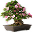 Rhododendron indicum Juko, 51 cm, ± 20 jaar oud