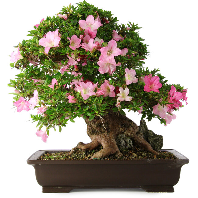 Rhododendron indicum Juko, 51 cm, ± 20 jaar oud