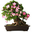Rhododendron indicum Juko, 51 cm, ± 20 jaar oud