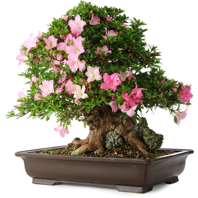 Rhododendron indicum Juko, 51 cm, ± 20 years old