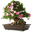 Rhododendron indicum Juko, 51 cm, ± 20 jaar oud