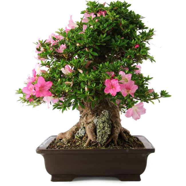 Rhododendron indicum Juko, 51 cm, ± 20 anni