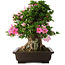 Rhododendron indicum Juko, 51 cm, ± 20 jaar oud