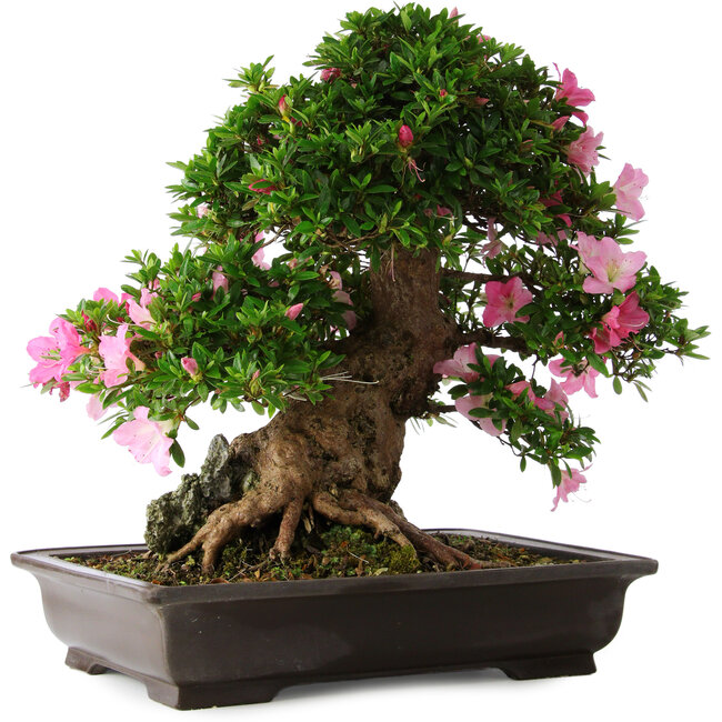 Rhododendron indicum Juko, 51 cm, ± 20 ans