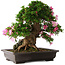 Rhododendron indicum Juko, 51 cm, ± 20 jaar oud