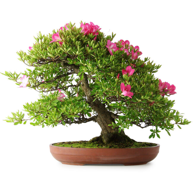 Rhododendron indicum Tenshyo, 48 cm, ± 20 jaar oud, met een nebari van 20 cm