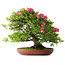 Rhododendron indicum Tenshyo, 48 cm, ± 20 jaar oud, met een nebari van 20 cm