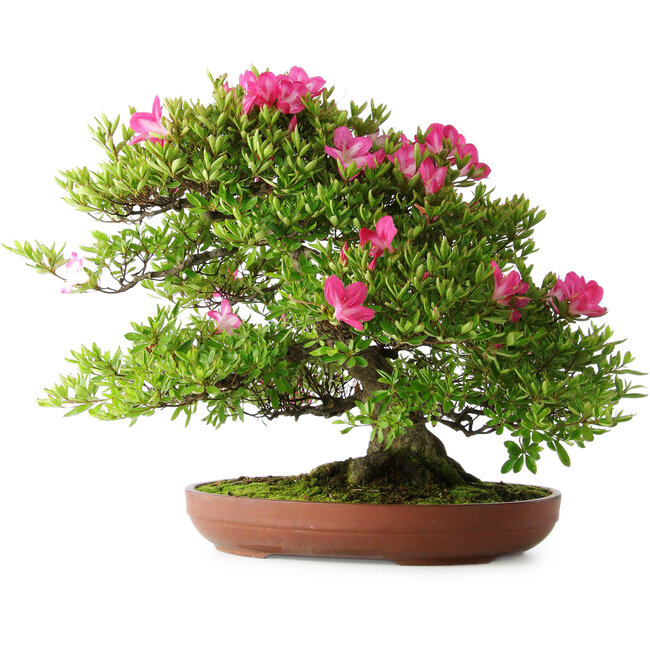 Rhododendron indicum Tenshyo, 48 cm, ± 20 años, con un nebari de 20 cm