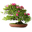 Rhododendron indicum Tenshyo, 48 cm, ± 20 jaar oud, met een nebari van 20 cm