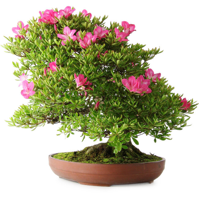 Rhododendron indicum Tenshyo, 48 cm, ± 20 ans, avec un nebari de 20 cm