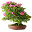 Rhododendron indicum Tenshyo, 48 cm, ± 20 jaar oud, met een nebari van 20 cm