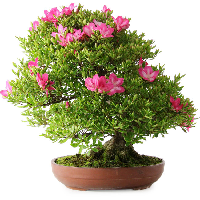 Rhododendron indicum Tenshyo, 48 cm, ± 20 anni, con un nebari di 20 cm