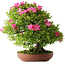 Rhododendron indicum Tenshyo, 48 cm, ± 20 jaar oud, met een nebari van 20 cm