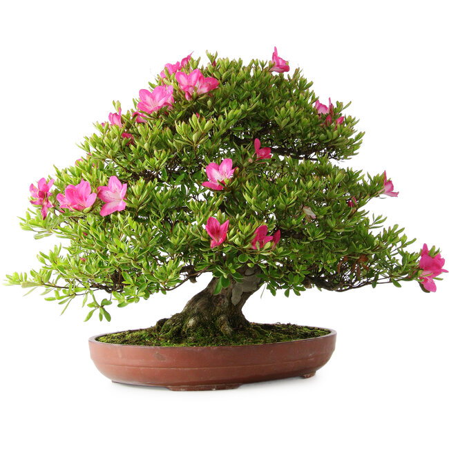 Rhododendron indicum Tenshyo, 48 cm, ± 20 years old, with a nebari of 20 cm