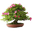 Rhododendron indicum Tenshyo, 48 cm, ± 20 jaar oud, met een nebari van 20 cm