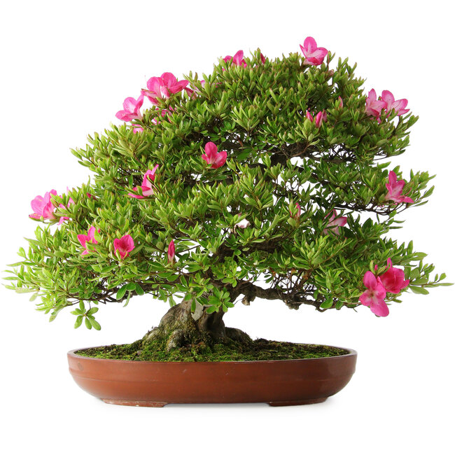 Rhododendron indicum Tenshyo, 48 cm, ± 20 jaar oud, met een nebari van 20 cm