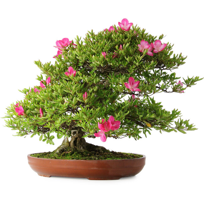 Rhododendron indicum Tenshyo, 48 cm, ± 20 anni, con un nebari di 20 cm