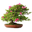 Rhododendron indicum Tenshyo, 48 cm, ± 20 jaar oud, met een nebari van 20 cm