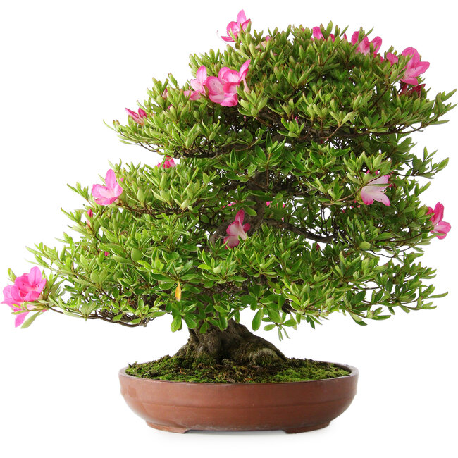 Rhododendron indicum Tenshyo, 48 cm, ± 20 years old, with a nebari of 20 cm