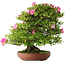 Rhododendron indicum Tenshyo, 48 cm, ± 20 jaar oud, met een nebari van 20 cm