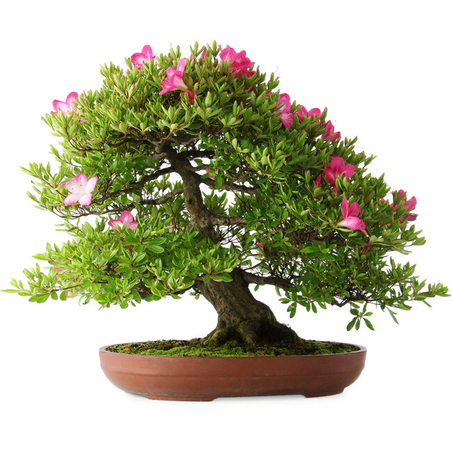 Rhododendron indicum Tenshyo, 48 cm, ± 20 anni, con un nebari di 20 cm