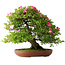 Rhododendron indicum Tenshyo, 48 cm, ± 20 jaar oud, met een nebari van 20 cm